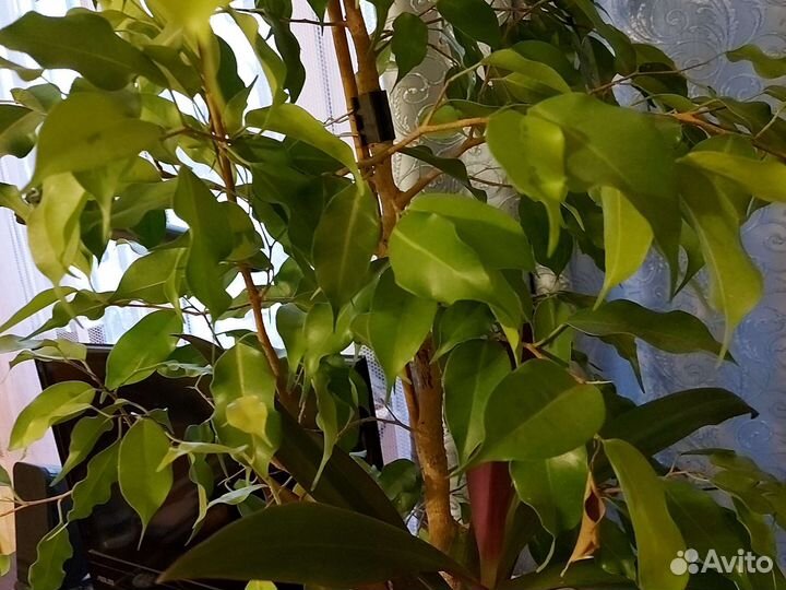 Продам цветы комнатные