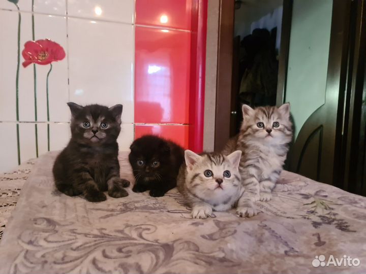 Шотландские котята
