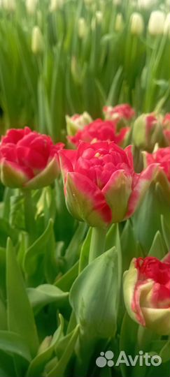 Луковицы тюльпанов