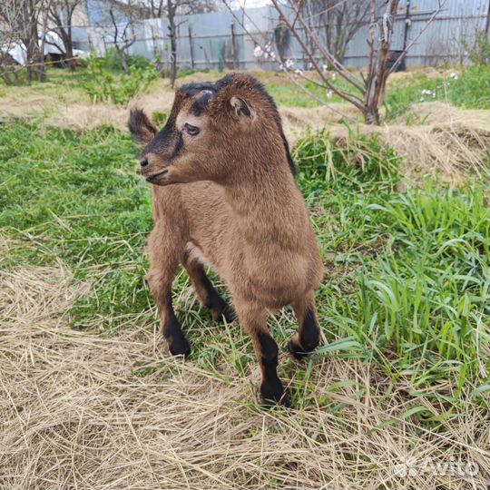 Козлики ламанча