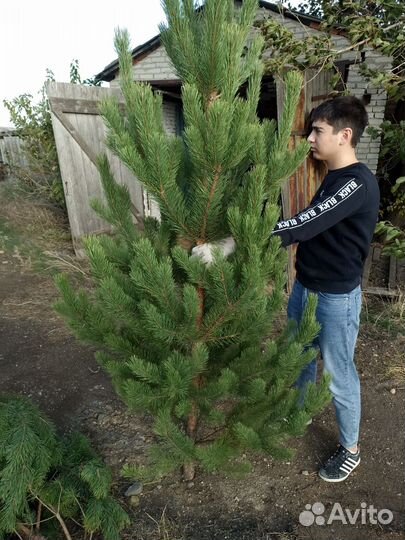 Сосна новогодняя оптом
