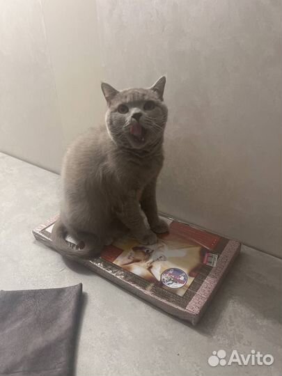 Домашняя передержка животных