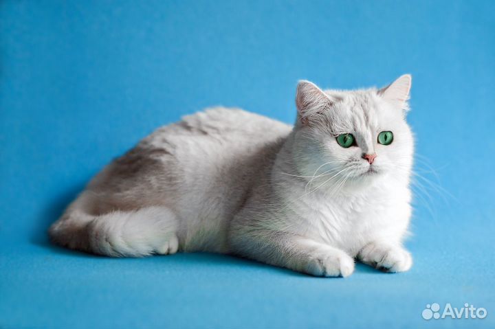 Британский котенок серебристая шиншилла ns 24