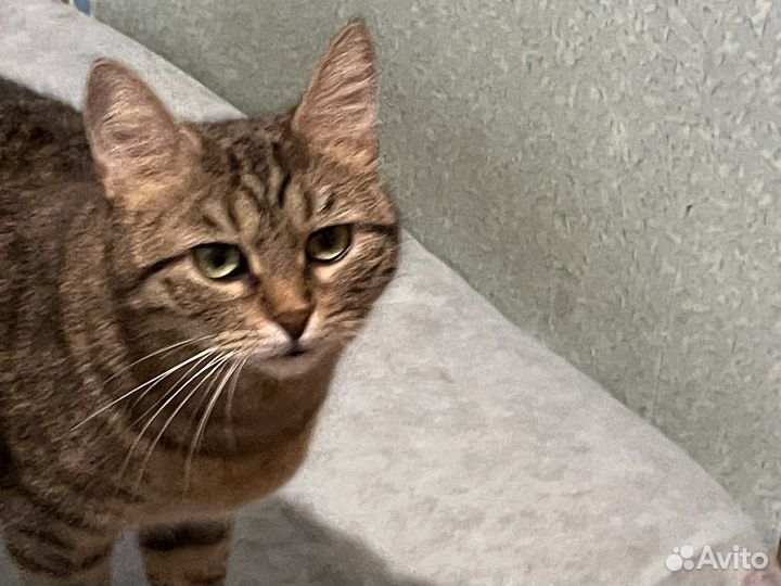 Кошка Малышка ищет нового хозяина