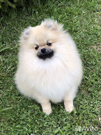 Щенки померанского шпица