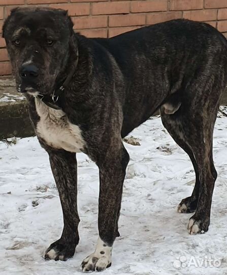 Отдам в хорошие руки алабая тигрового окраски, 3г