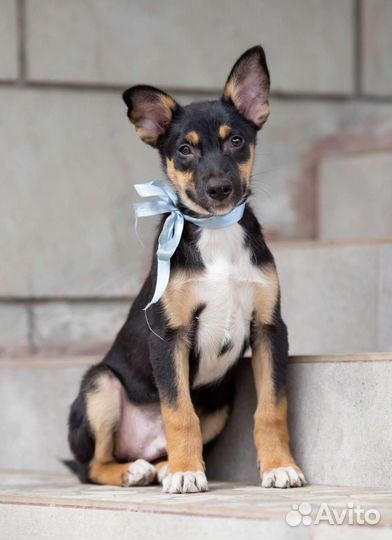 Щенок кобель 3,5мес. в добрые руки