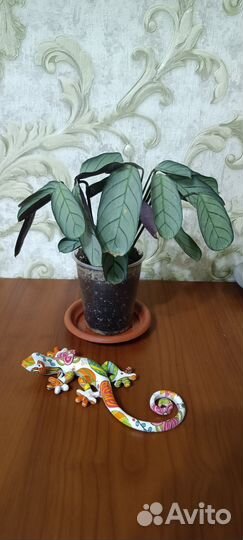 Ктенанта амагрис