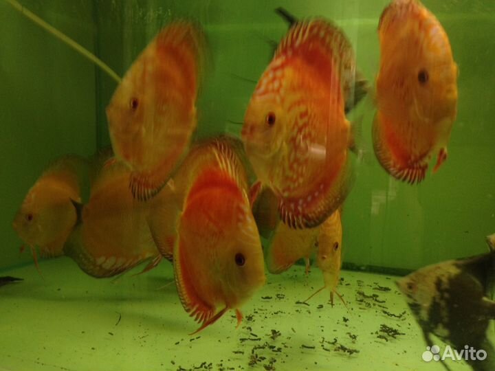 Продам дискусов