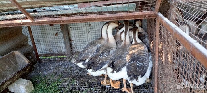 Гуси китайский гергель, оптом