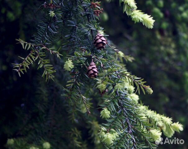 Тсуга канадская и Ель колючая глаука, семена