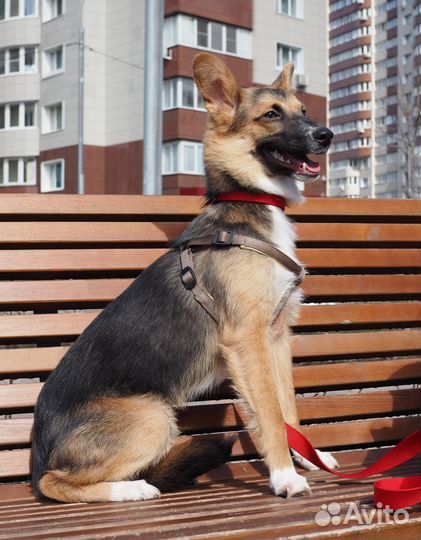 Альфа ищет дом и хозяина, в добрые руки собака