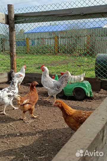 Молодые петухи