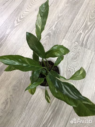 Домашние цветы