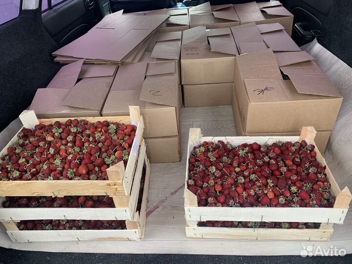 Черника свежая опт и в розницу