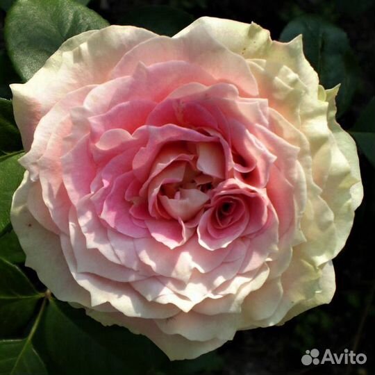 Роза плетистая Цезарь