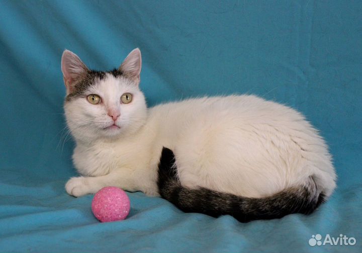 Кошка Мишель