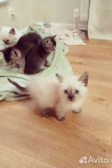 Котята в добрые руки)