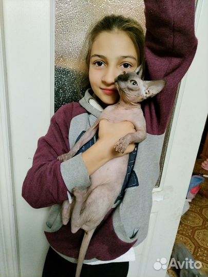 Канадский сфинкс котенок
