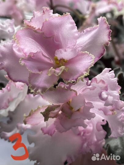 Фиалки сенполии