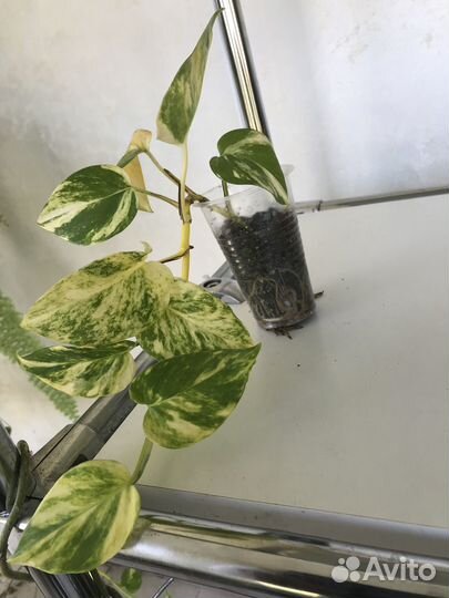 Сциндапсус и др