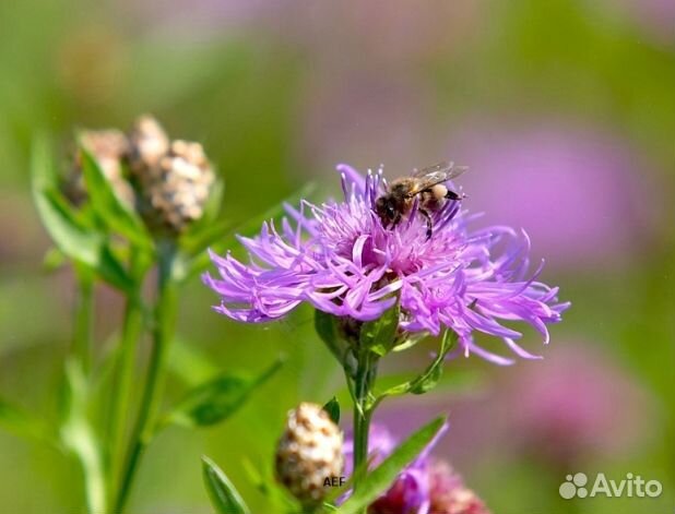 Мёд 24 года из Алтая опт