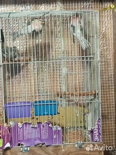 Певчие лесные птицы