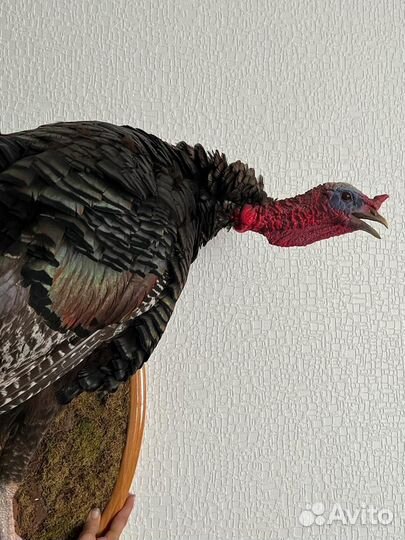 Индюк индейка птица чучело таксидермия
