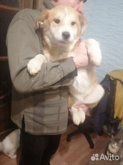 Щенки коротколапики