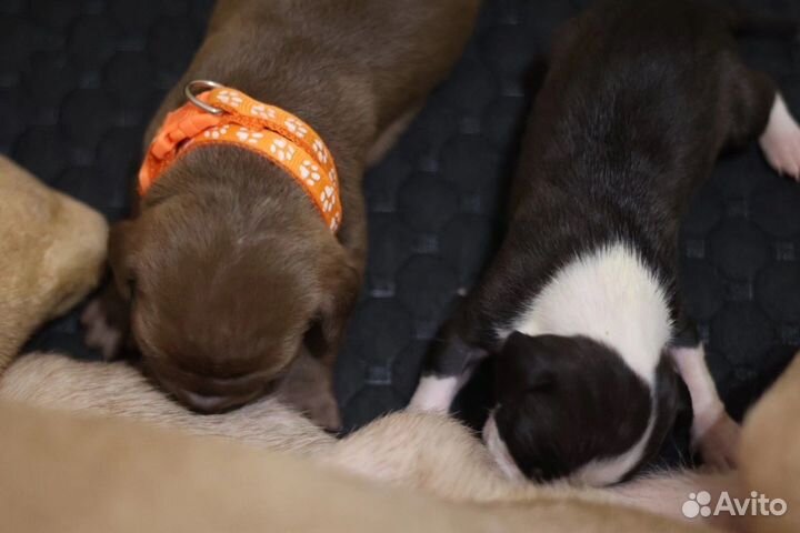 Щенки питбуля