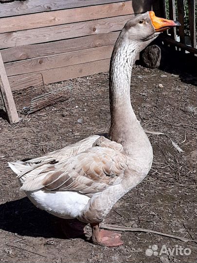 Холмогорские гуси