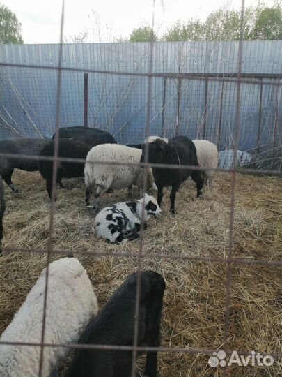 Овцы, ягнята, нубийские козы