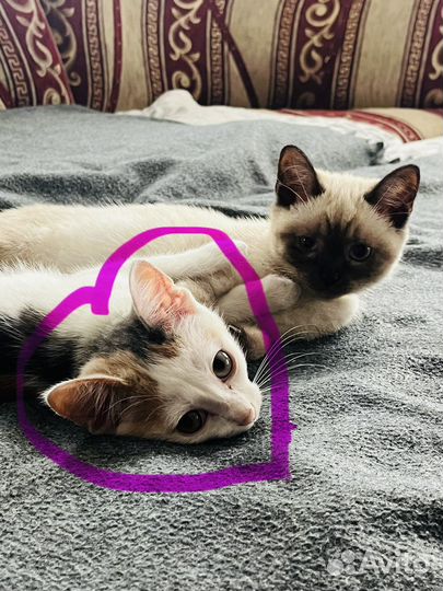 Кошечка в добрые руки