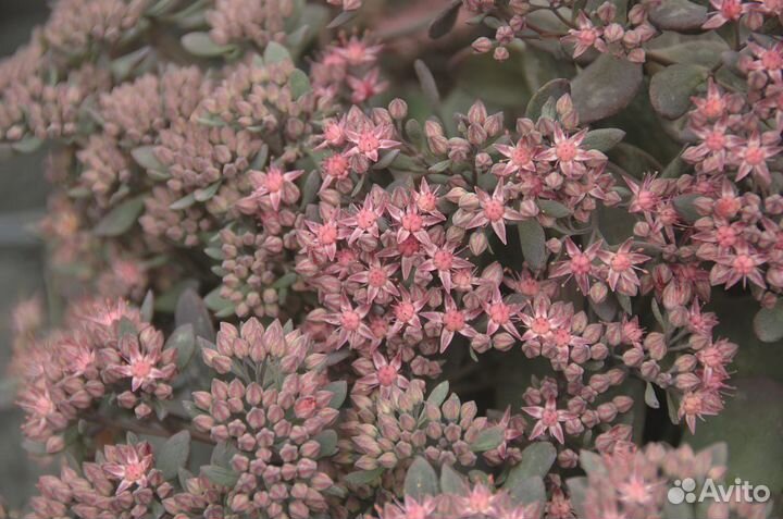 Райграс французский и седум 