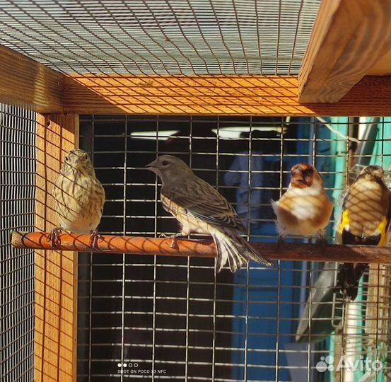 Щеглы, реплы