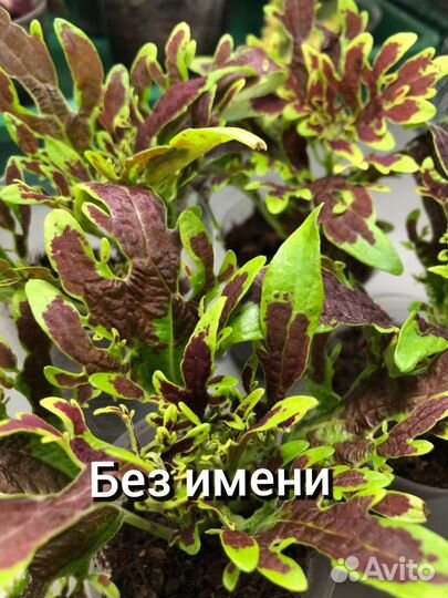 Колеусы сортовые,цветы домашние