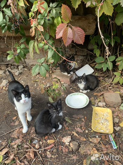 Кошки в добрые руки