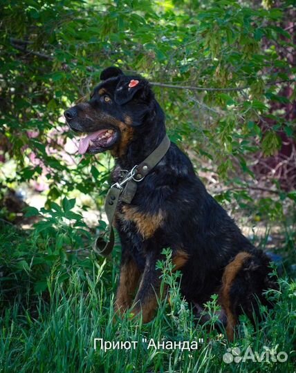 Гром- крупный не агрессивный пес