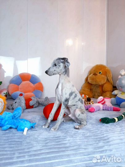 Голубой мрамор, мальчик