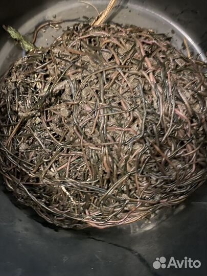 Черви зеленые