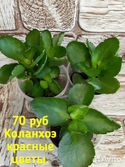 Цветы в асс-те