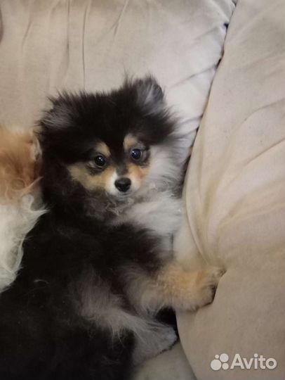 Шпице девочки - красотки