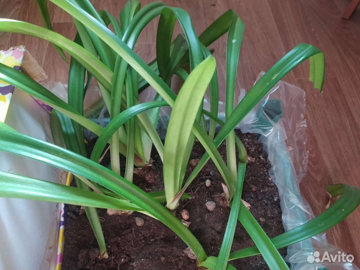 Гиппиаструм