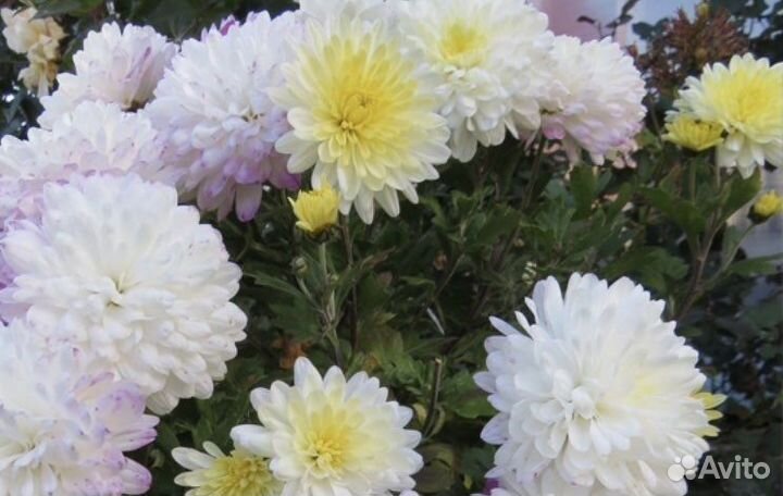 Эпипремнум, гранат нана, хризантемы