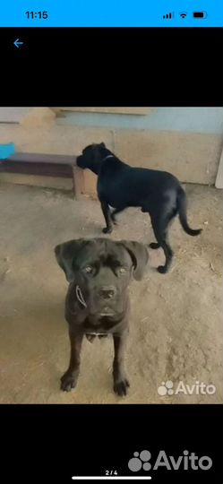 Собаки щенки