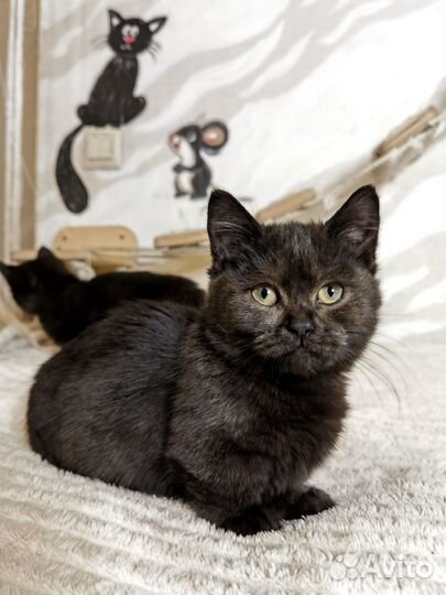Котята манчкин