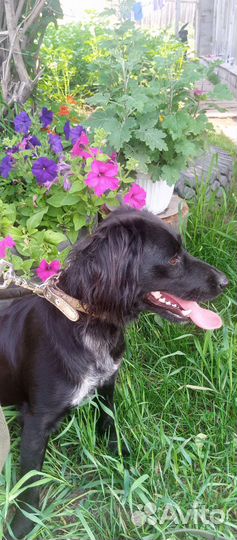 Найден спаниель