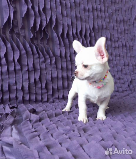 Чихуахуа девочка