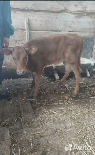 Телка телочка