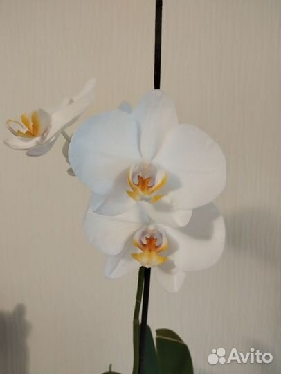 Орхидея фаленопсис